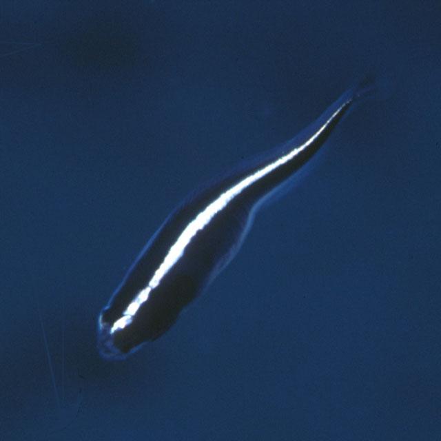 Pholidichthys leucotaenia